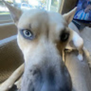 Meet your Posher, Yitzchak